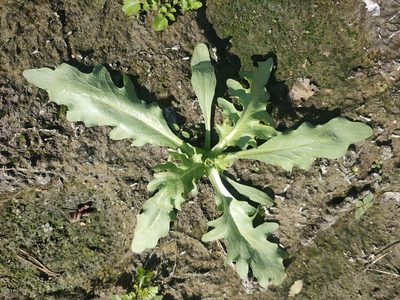 Tephroseris palustris, photographed by Евгений Егорейченков