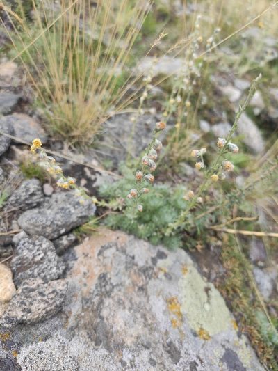 Artemisia cuspidata, photographed by Юлия