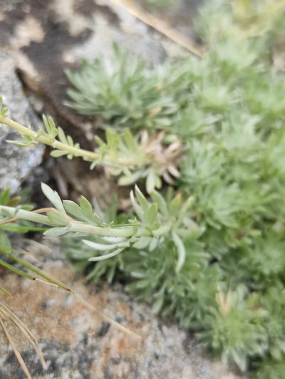 Artemisia cuspidata, photographed by Юлия