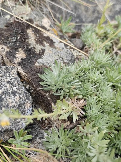 Artemisia cuspidata, photographed by Юлия