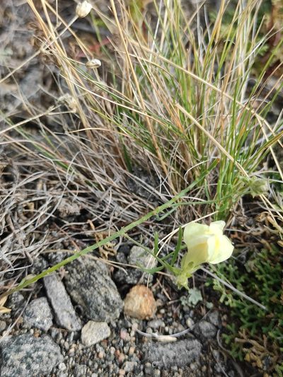 Linaria buriatica, photographed by Юлия
