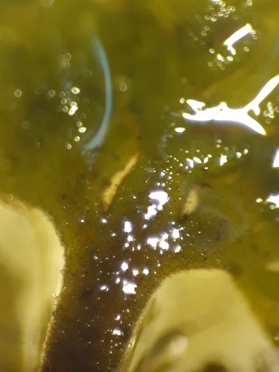 Riccardia eriocaula, photographed by Leon Perrie