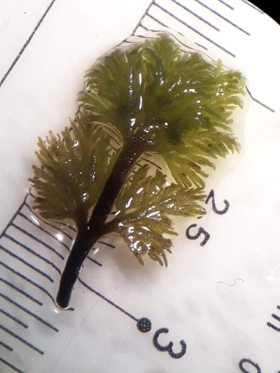Riccardia eriocaula, photographed by Leon Perrie