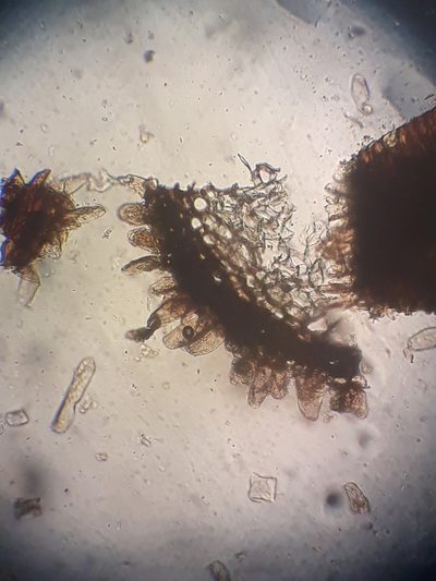 Riccardia eriocaula, photographed by Leon Perrie