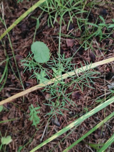 Ostericum tenuifolium, photographed by Юлия