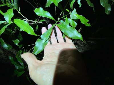 Fontainea venosa, photographed by Greg Tasney