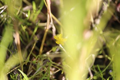 Ranunculus reptans, photographed by Marina Potapova