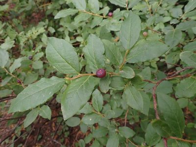 Vaccinium membranaceum, photographed by giantcicada