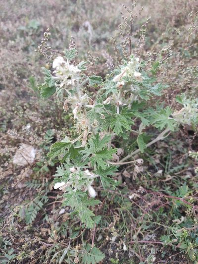 Panzerina lanata, photographed by Юлия