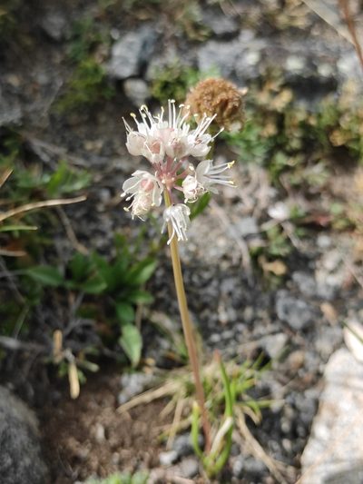 Allium stellerianum, photographed by Юлия