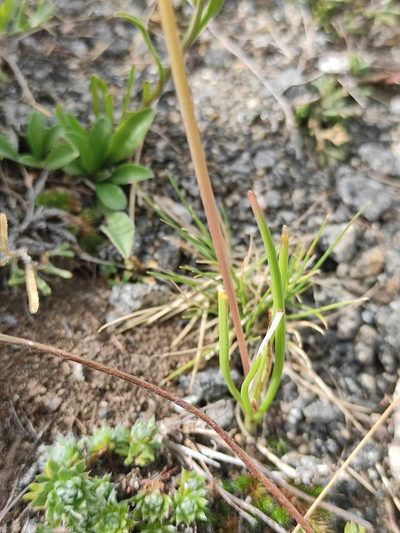 Allium stellerianum, photographed by Юлия
