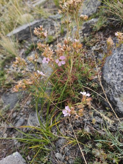 Chamaerhodos grandiflora, photographed by Юлия