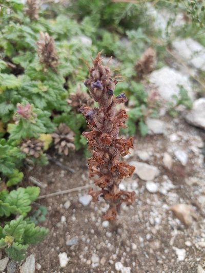 Orobanche coerulescens, photographed by Юлия