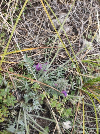 Oxytropis turczaninovii, photographed by Юлия