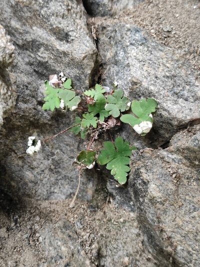 Aleuritopteris argentea, photographed by Юлия