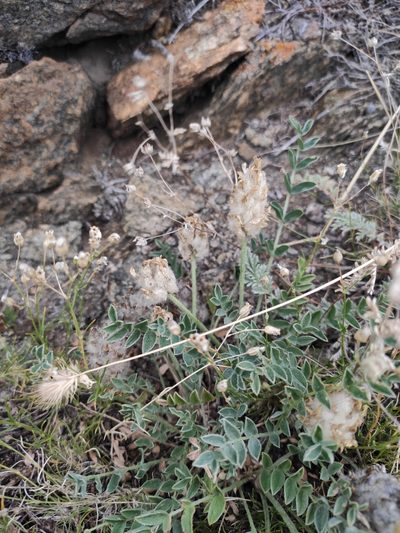 Astragalus lupulinus, photographed by Юлия