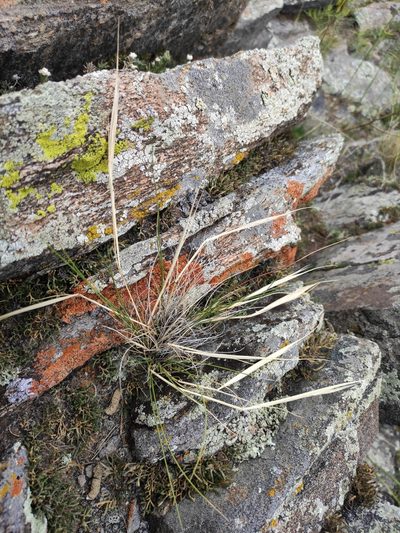 Stipa glareosa, photographed by Юлия