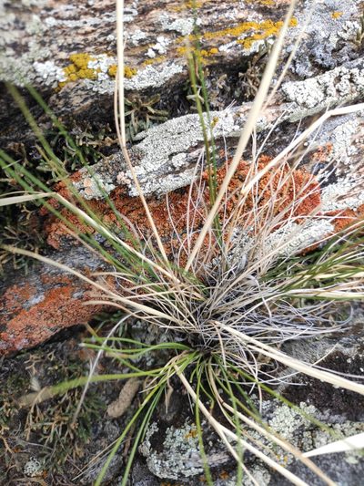 Stipa glareosa, photographed by Юлия