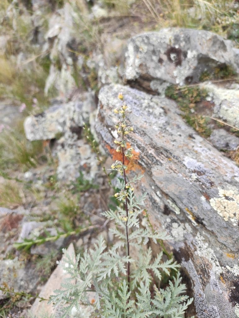 Artemisia messerschmidtiana, photographed by Юлия