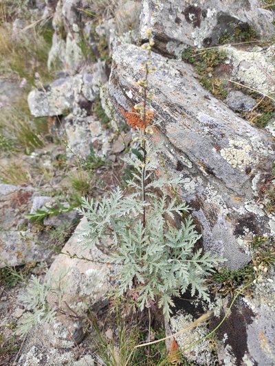 Artemisia messerschmidtiana, photographed by Юлия