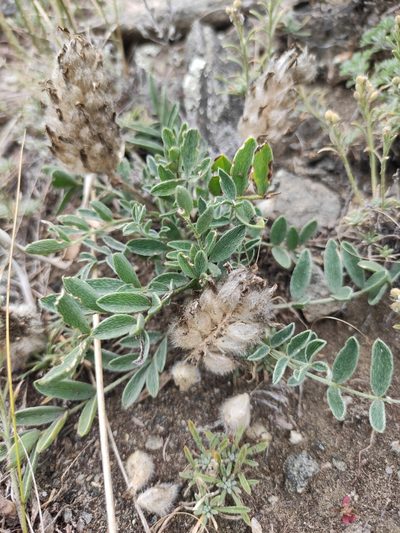 Astragalus lupulinus, photographed by Юлия