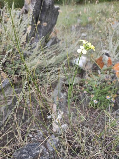 Erysimum flavum, photographed by Юлия