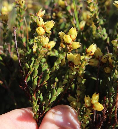 Penaea fruticulosa, photographed by Tony Rebelo