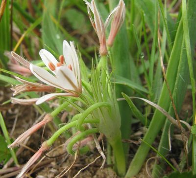 Trachyandra hispida, photographed by douglaseustonbrown