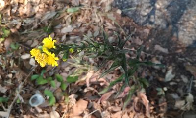 Hieracium racemosum, photographed by Andrea Meucci