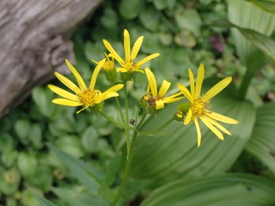 Senecio triangularis
