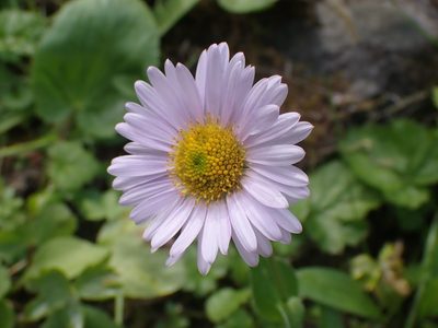Erigeron glacialis, photographed by giantcicada