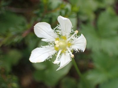 Parnassia fimbriata, photographed by giantcicada