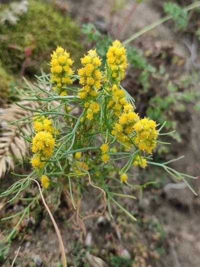 Artemisia palustris, photographed by Юлия