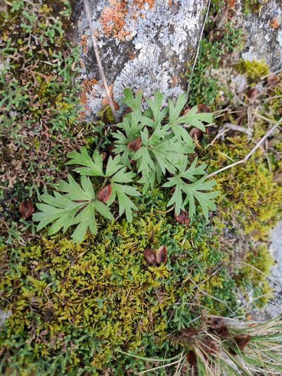 Pulsatilla ambigua, photographed by Юлия