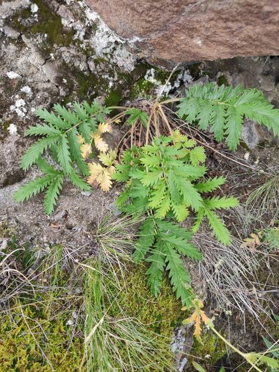 Potentilla tanacetifolia, photographed by Юлия