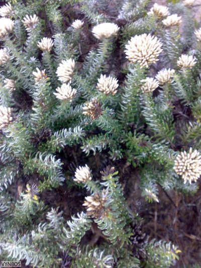 Cytinus capensis, photographed by Chris Vynbos