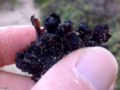 Cytinus capensis, photographed by Chris Vynbos