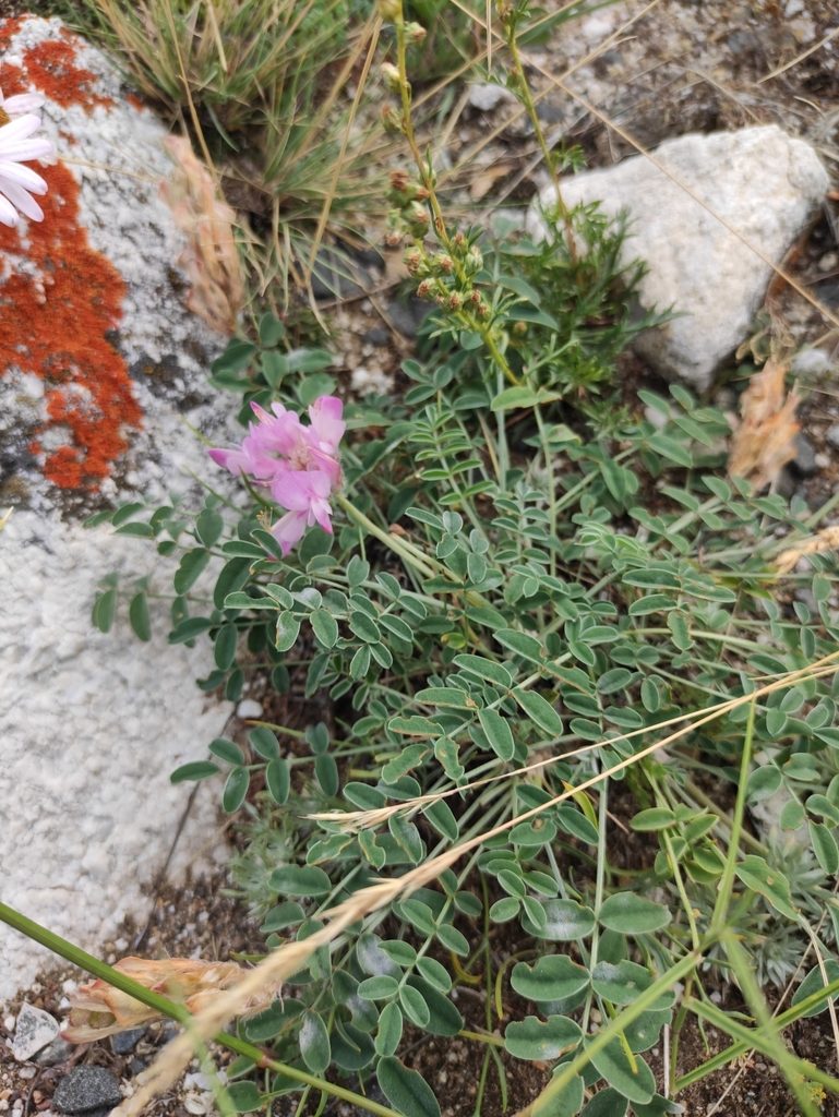 Hedysarum setigerum, photographed by Юлия