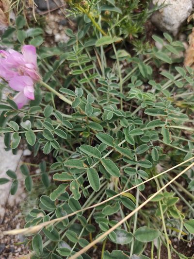 Hedysarum setigerum, photographed by Юлия