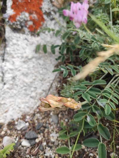 Hedysarum setigerum, photographed by Юлия
