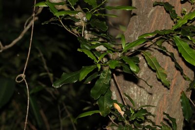 Macadamia integrifolia, photographed by Greg Tasney