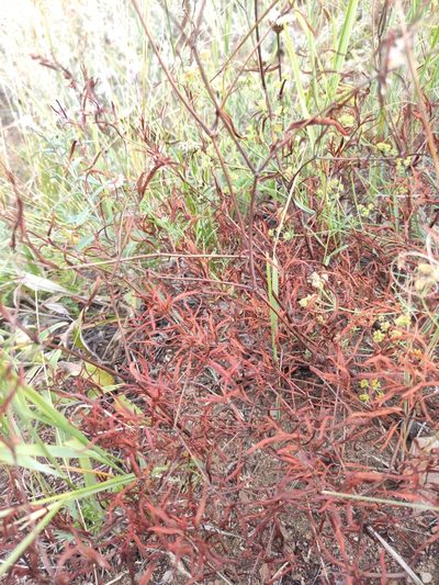 Polygonum angustifolium, photographed by Юлия