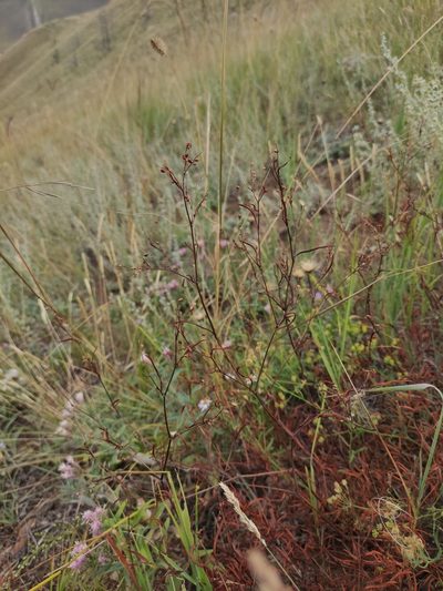 Polygonum angustifolium, photographed by Юлия