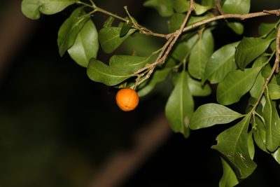 Fontainea venosa, photographed by Greg Tasney
