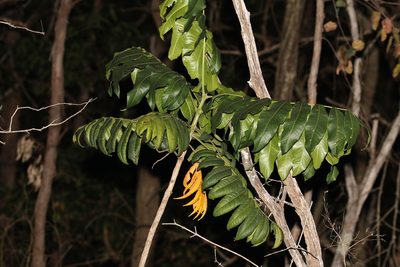 Flindersia schottiana, photographed by Greg Tasney