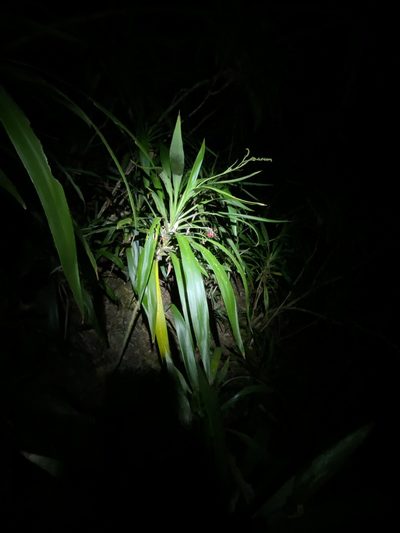Cordyline congesta, photographed by Greg Tasney