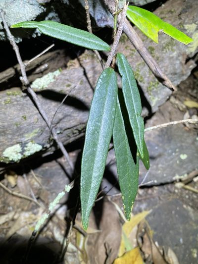 Parsonsia rotata, photographed by Greg Tasney