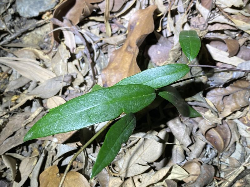 Parsonsia rotata, photographed by Greg Tasney