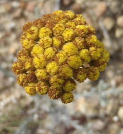 Helichrysum anomalum, photographed by Nicola van Berkel