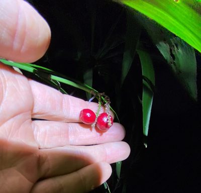 Cordyline congesta, photographed by Greg Tasney